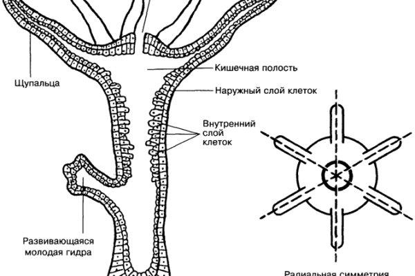 Kraken зеркало даркнет